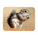 Recherche de écureuil de désert Ammospermophilus harrisii