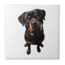 Recherche de rottweiler carreaux Pug