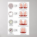 Recherche de reproducteur posters Reproduction