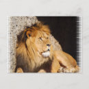 Recherche de photo de lion cartes postales Animal