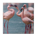 Recherche de flamingo carreaux Oiseau