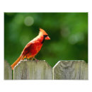 Recherche de oiseau cardinal rouge posters Ohio