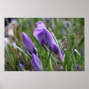Recherche de safran posters Jardin