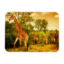 Recherche de sud africain magnets Animal