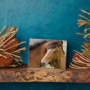 Recherche de cheval islandais plaques Poulain