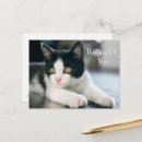 Recherche de felines cartes postales Salutation