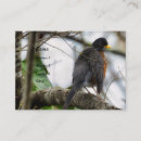 Recherche de merle photographie Oiseaux