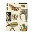 Recherche de tortue magnets Arrière plan