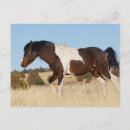 Recherche de étalon cartes postales Superstock
