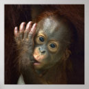 Recherche de consommation posters Animal