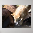 Recherche de loup posters Gris