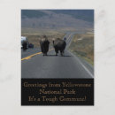 Recherche de parc national de yellowstone cartes postales Bison