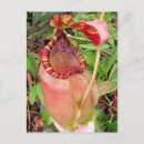 Recherche de plantes carnivores cartes postales Tropical