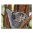 Recherche de koala bear posters Faune