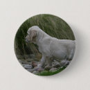 Recherche de chien de golden retriever badges 7 semaines