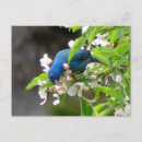 Recherche de alimentation cartes postales Oiseau