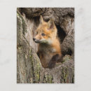Recherche de petit renard cartes postales Animaux