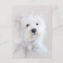 Recherche de chien westie cartes postales Chiot