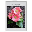 Recherche de gerber rose vœux cartes Printemps
