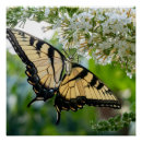 Recherche de noir jaune posters Papillon
