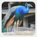 Recherche de coq coloré autocollants Poule