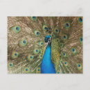 Recherche de photo de paon autocollants Oiseau