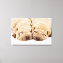 Recherche de pei shar art Chien