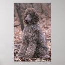 Recherche de poodle art posters Imprimer