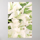 Recherche de lillie posters Maison
