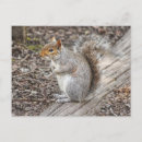 Recherche de bois gris cartes postales Écureuil