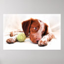 Recherche de épagneul posters Chiot