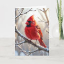 Recherche de carte de cardinale noël cartes Cardinal rouge