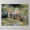 Recherche de renard rouge bébé posters Mammifère