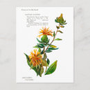 Recherche de safran cartes postales Vert