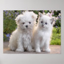 Recherche de chat chien posters Pour eux