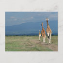Recherche de camelopardalis de giraffa Kenya
