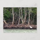 Recherche de mangroves cartes postales Eau