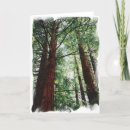 Recherche de sequoia vœux cartes Arbre