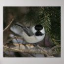 Recherche de chickadee art Neige