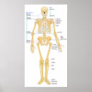 Recherche de articulation art Os