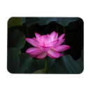 Recherche de fleur de lotus magnets Floral