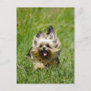 Recherche de yorkshire terrier cartes postales Chiot
