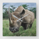 Recherche de rhinocéros horloges Sauvage