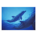 Recherche de grand nez posters Animal