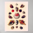 Recherche de seashell posters Coquillages