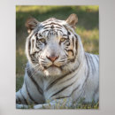 Recherche de exotique posters Tigre