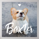 Recherche de images de chien posters Pour animaux