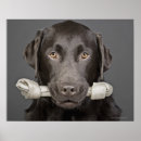 Recherche de chiot labrador chocolat art Canine