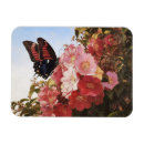 Recherche de papillon rose magnets Toute personne