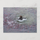 Recherche de pêche alaska cartes postales Ours brun